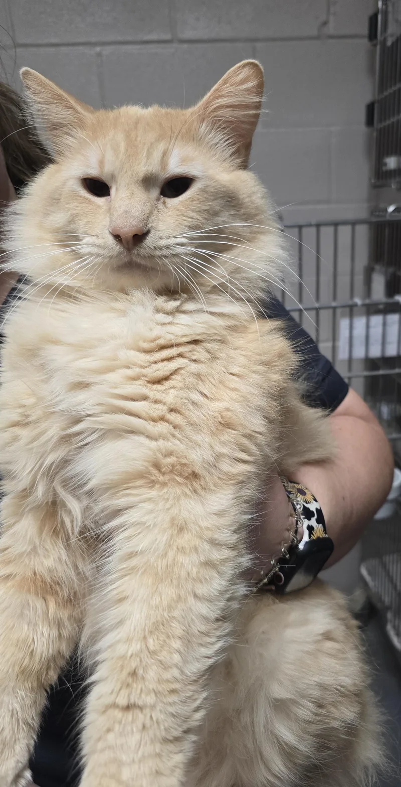 An adult medium-sized male Tabby (Orange / Red) Domestic Medium Hair cat named Everett for adoption in Friendswood, TX