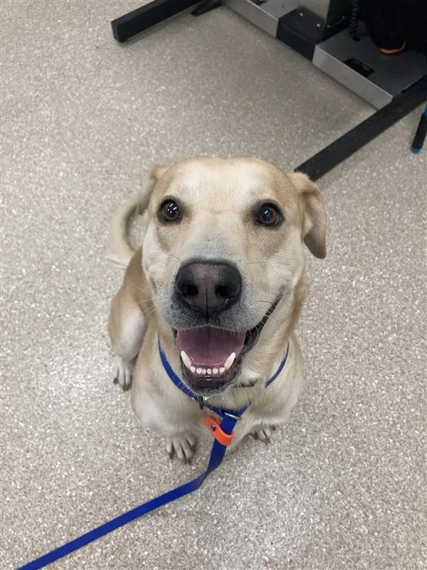 An adult large-sized male Labrador Retriever dog named Buddy Boy for adoption in Prince Frederick, MD
