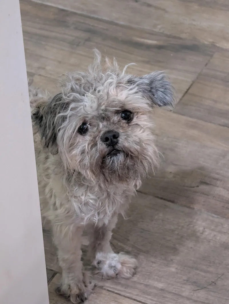 A young small-sized female Gray / Blue / Silver Shih Tzu dog named Frito for adoption in Baton Rouge, LA