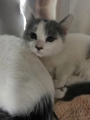 A young small-sized female Domestic Short Hair cat named Petra for adoption in Beatrice, NE