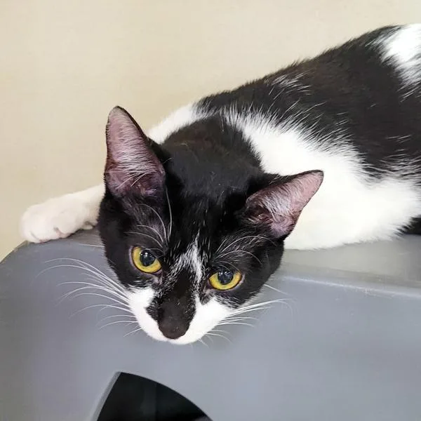 A young medium-sized female Domestic Short Hair cat named Catarina  Bonded Buddy for adoption in Des Moines, IA