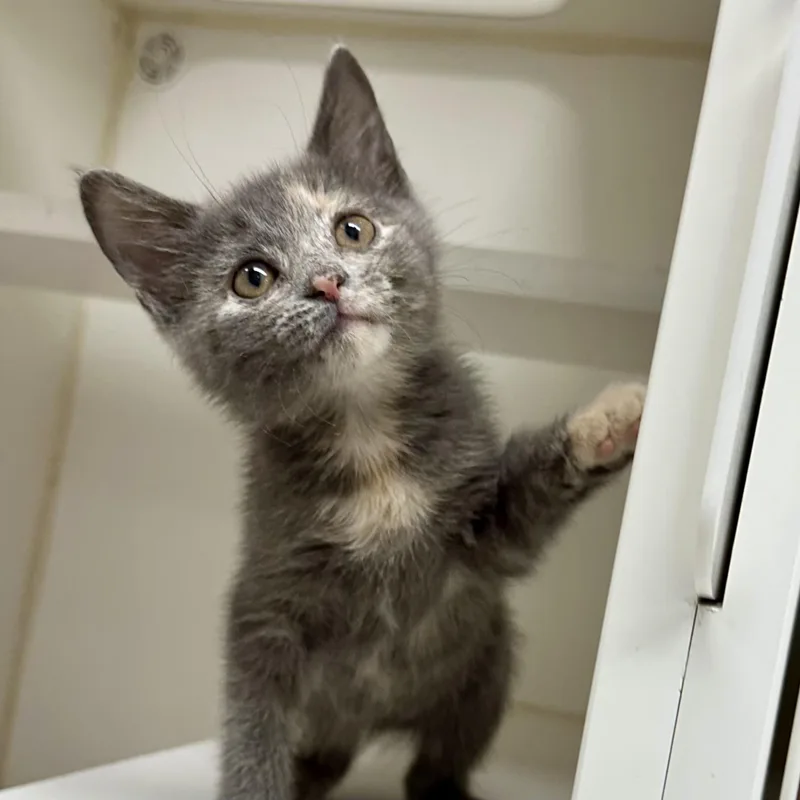 A young medium-sized female Domestic Short Hair cat named Xiva for adoption in Reisterstown, MD