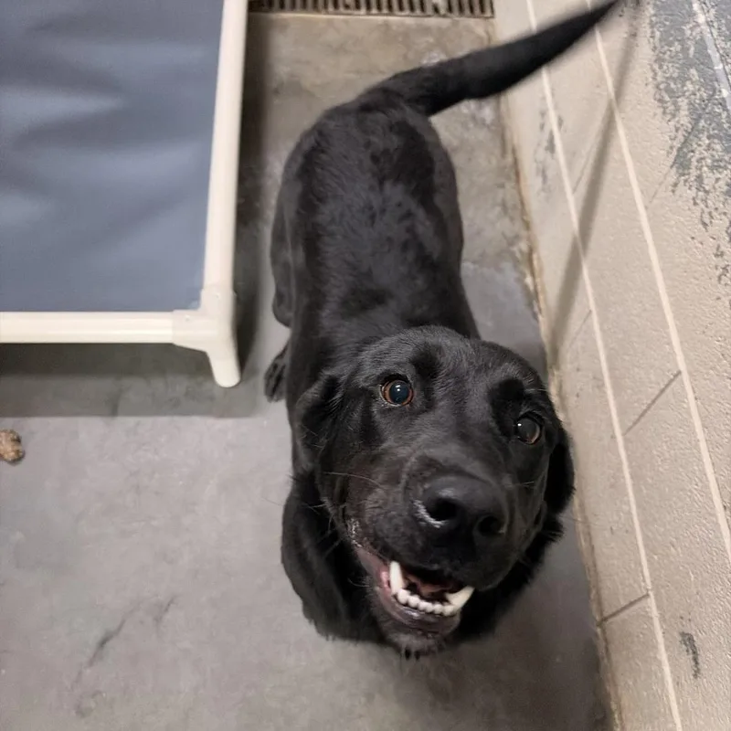 An adult small-sized female Black Labrador Retriever dog named Clara for adoption in Franklin, NC