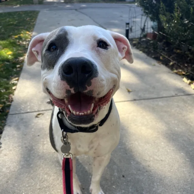 Fluttershy thumbnail 2