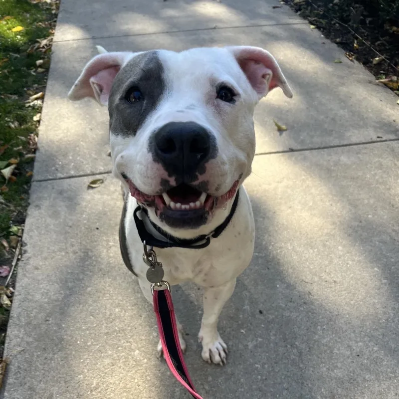 Fluttershy thumbnail 3