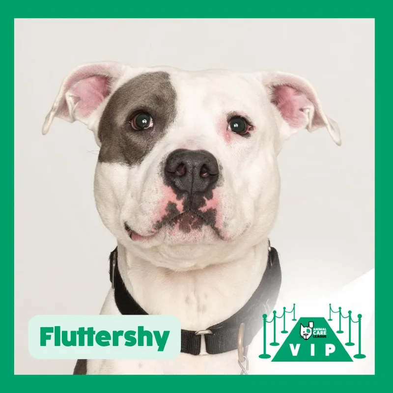 Fluttershy thumbnail 4