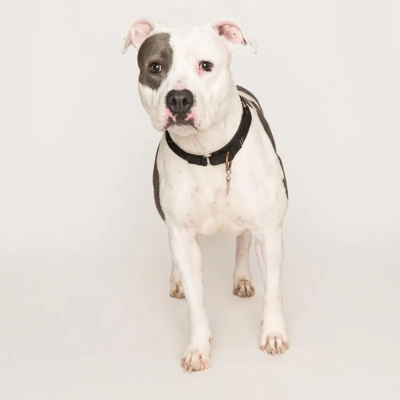 Fluttershy thumbnail 5