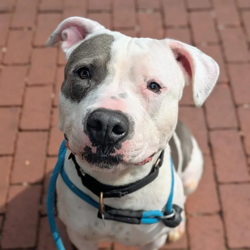 Fluttershy thumbnail 6