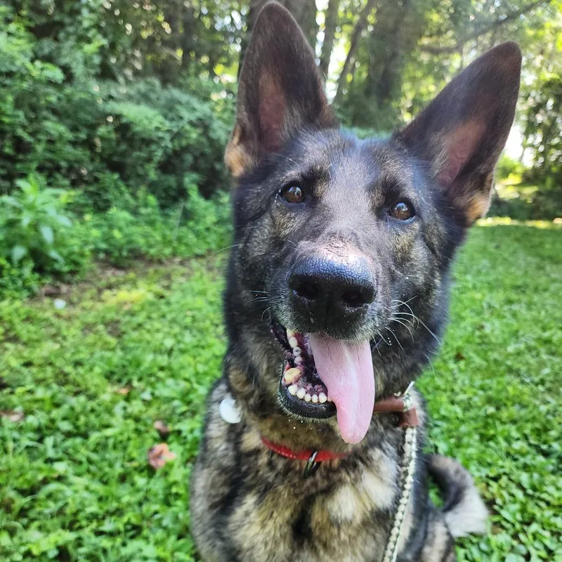 An adult large-sized female Sable German Shepherd Dog dog named Bookah for adoption in New Ringgold, PA