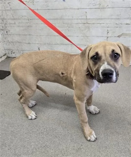 A young large-sized female Pit Bull Terrier dog named Mango for adoption in San Bernardino, CA
