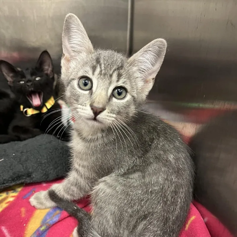 A baby small-sized female Gray / Blue / Silver Domestic Short Hair cat named Downtown Abby for adoption in Los Angeles, CA