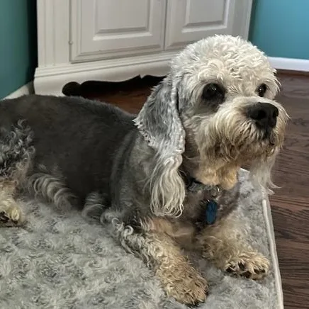 A senior medium-sized male Dandie Dinmont Terrier dog named Finley for adoption in Omaha, NE