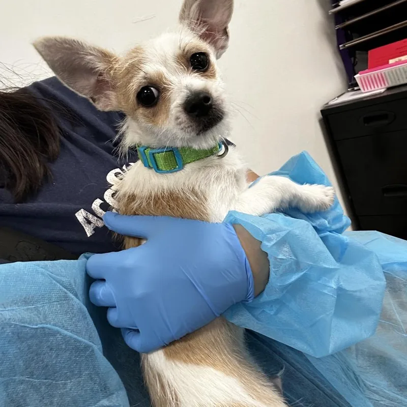 A baby small-sized male White / Cream Mixed Breed dog named Fluffernutter for adoption in Medford, NJ