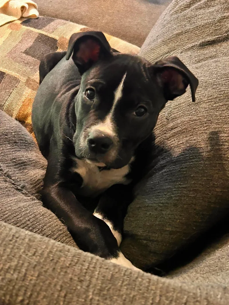 A baby medium-sized female Black Pit Bull Terrier dog named Annie for adoption in Watertown, CT