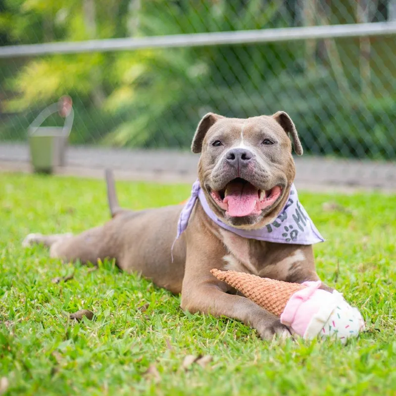 Shortcake thumbnail 2