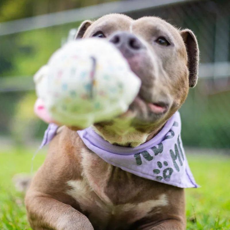 Shortcake thumbnail 3