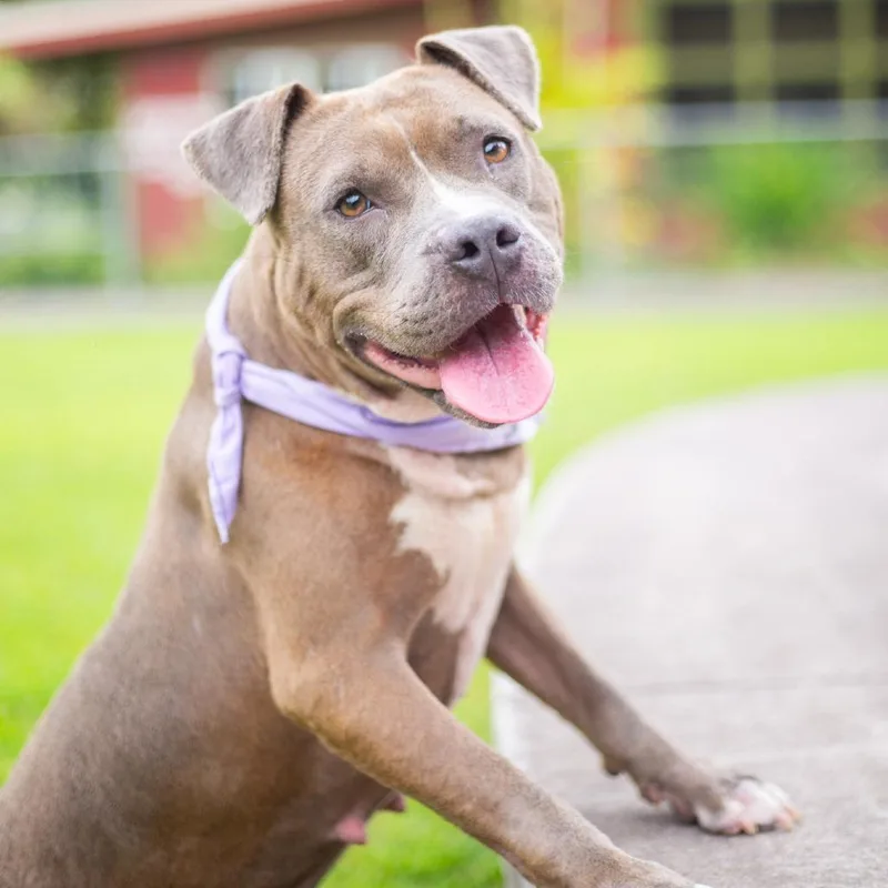 Shortcake thumbnail 4