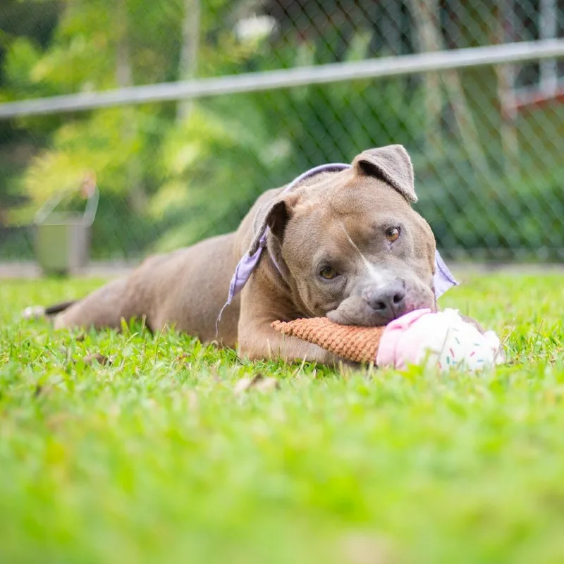 Shortcake thumbnail 5