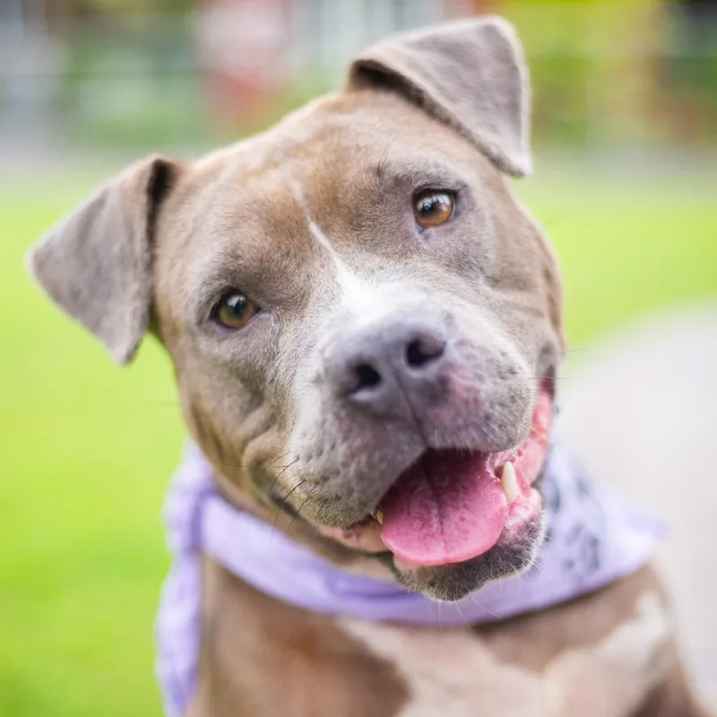 Shortcake thumbnail 6