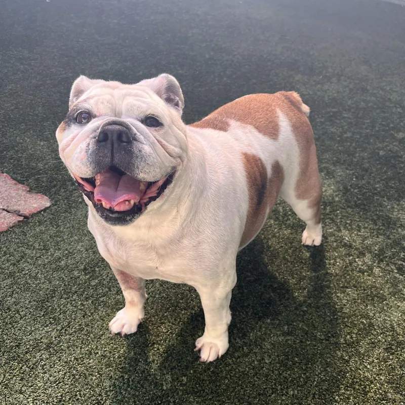 A senior large-sized female White / Cream English Bulldog dog named Willow for adoption in Fairport, NY