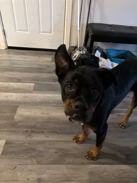 A young medium-sized male Rottweiler dog named Alfred for adoption in Oklahoma City, OK