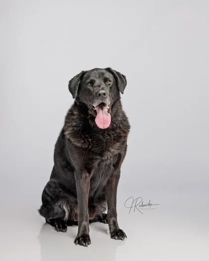 A senior large-sized male Black Labrador Retriever dog named Zeus for adoption in Inverness, FL