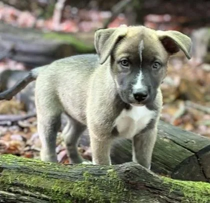 A baby medium-sized male Terrier dog named Scooby for adoption in Malvern, PA