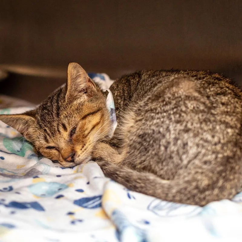 A baby small-sized male Domestic Short Hair cat named Little Cub for adoption in Hattiesburg, MS