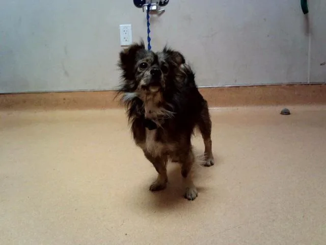 A young small-sized male Terrier dog named Statler for adoption in Martinez, CA