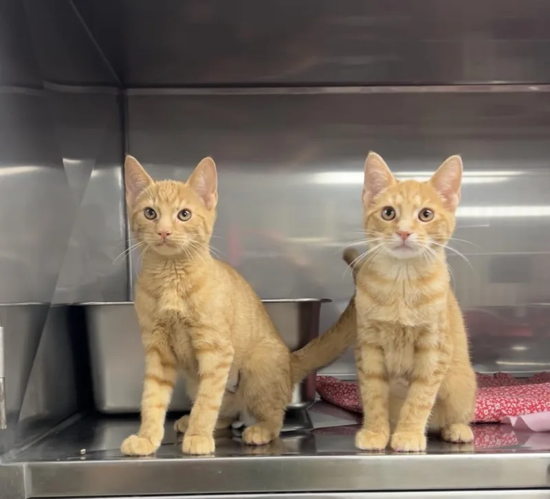 A baby medium-sized female Orange / Red Domestic Short Hair cat named Bunny and Rabbit for adoption in Montville, NJ