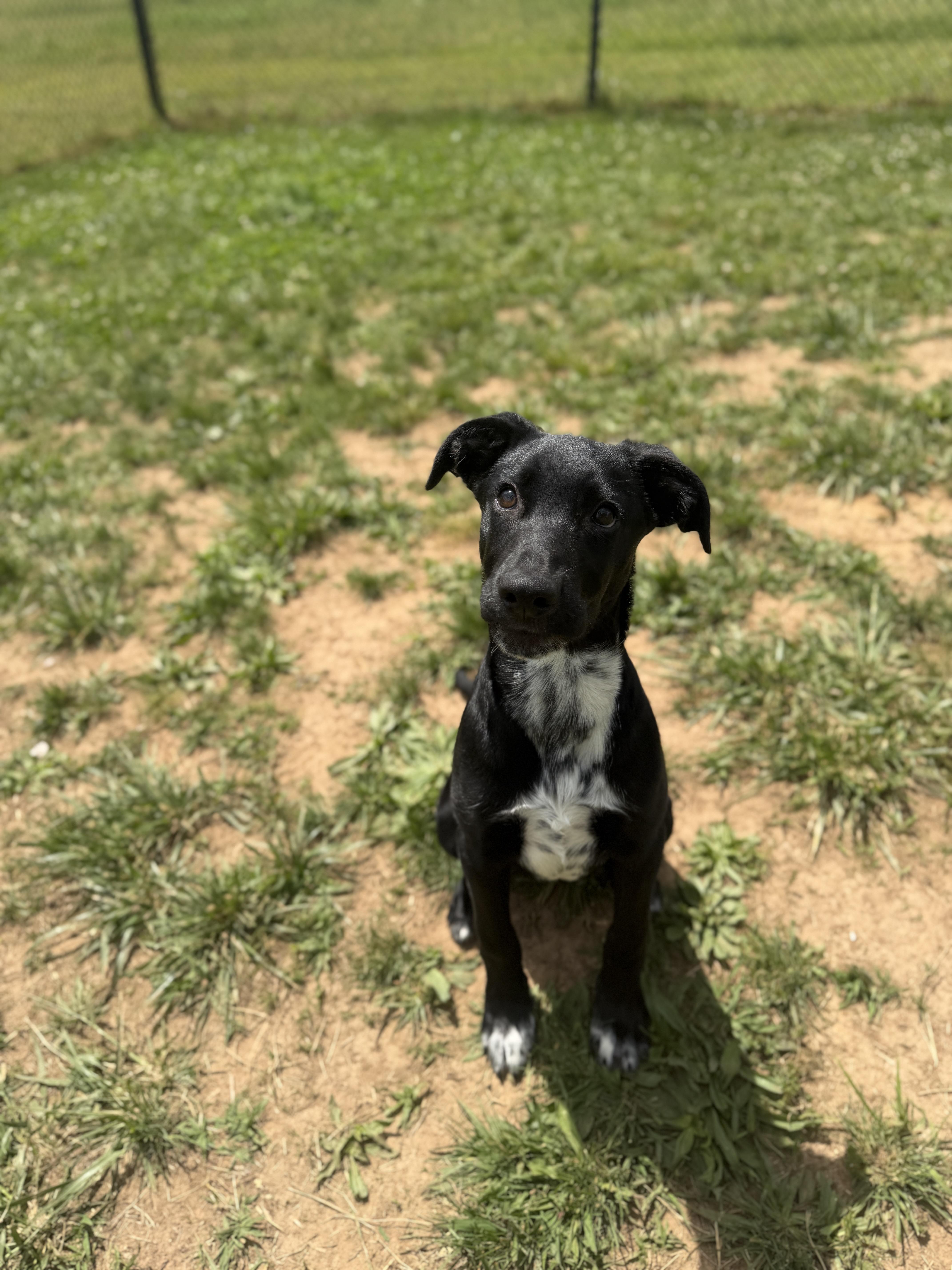 A baby medium-sized female Black Labrador Retriever dog named Dora for adoption in Lebanon, TN