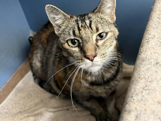 A young large-sized female Domestic Short Hair cat named Dusty for adoption in Martinez, CA