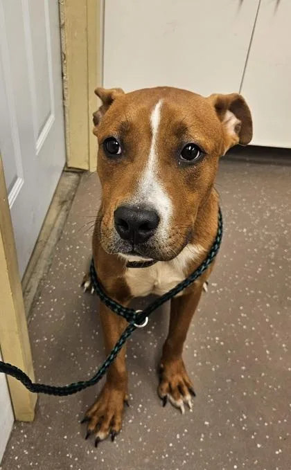 An adult medium-sized male Pit Bull Terrier dog named Argos for adoption in South Bend, IN