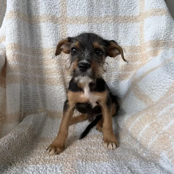 A baby small-sized male Black Terrier dog named Great Gatsby for adoption in Carencro, LA