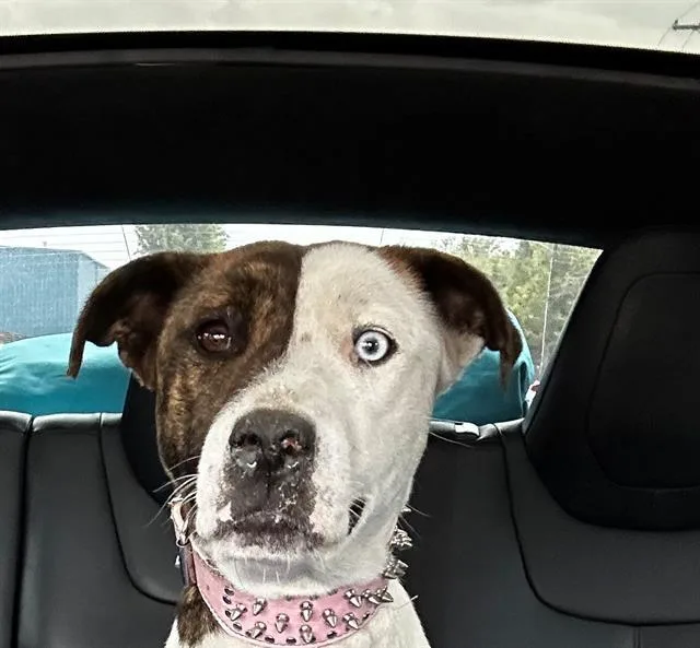 A young large-sized female Pit Bull Terrier dog named Ellie for adoption in Lodi, CA