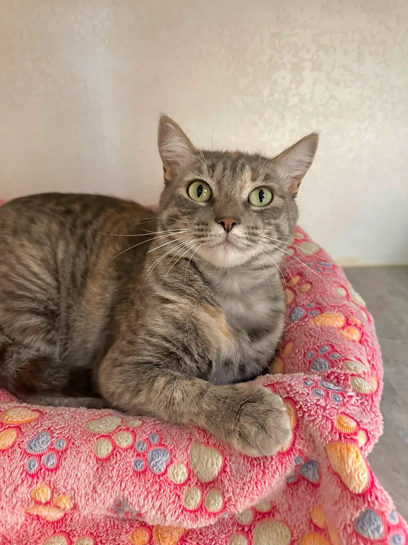 A young medium-sized female Domestic Short Hair cat named Clover for adoption in Tombstone, AZ