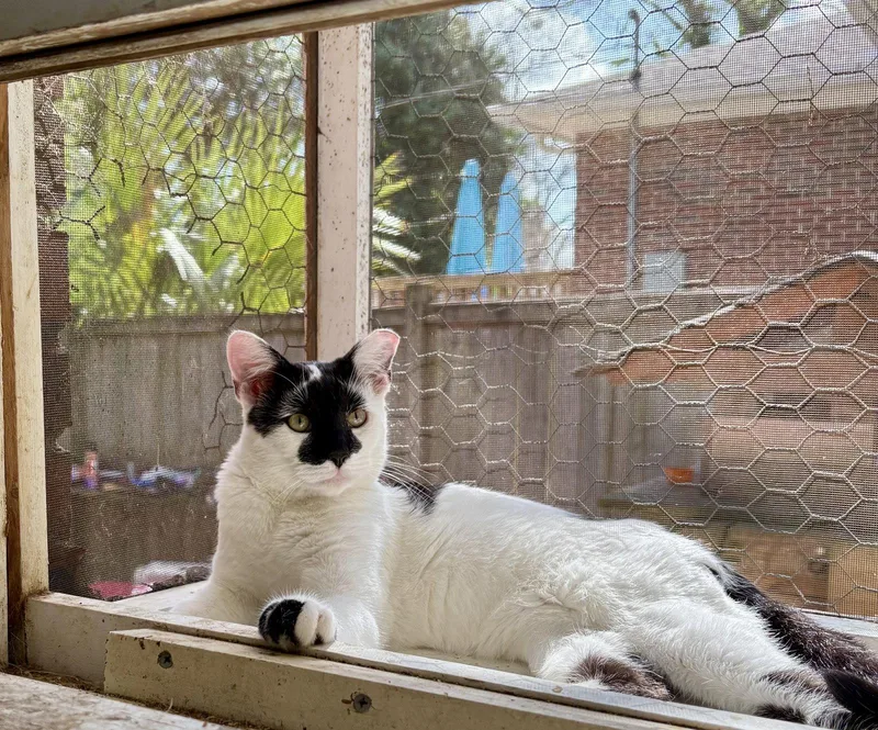 Rorschach thumbnail 2