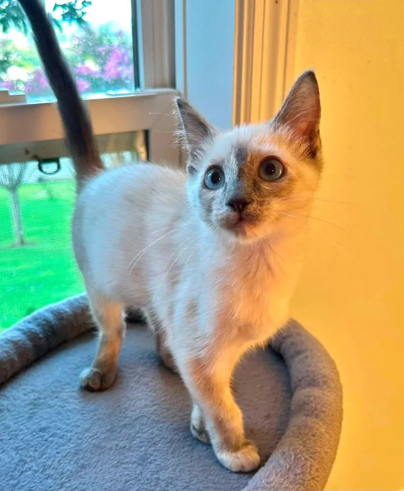 A baby small-sized female Lilac Point Domestic Short Hair cat named Louisa for adoption in Sweetwater, TN