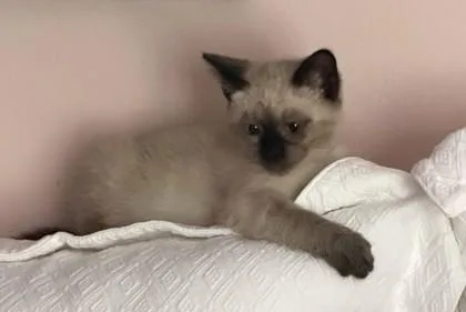 A baby small-sized female Buff / Tan / Fawn Domestic Short Hair cat named Lapis for adoption in New York, NY