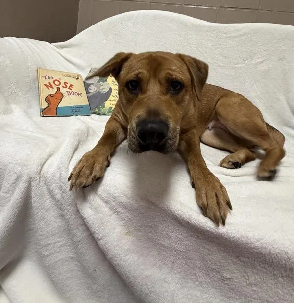 An adult medium-sized female Pit Bull Terrier dog named Sable for adoption in Canton, GA