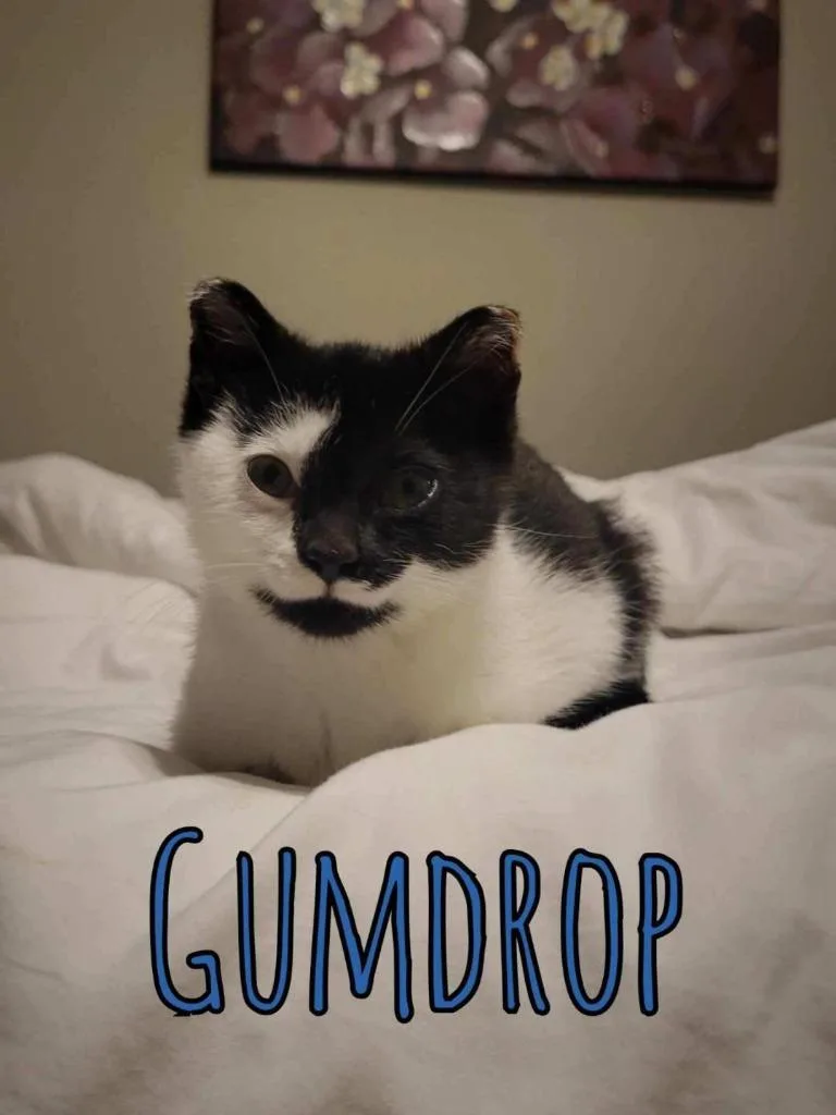 Gumdrop thumbnail 3