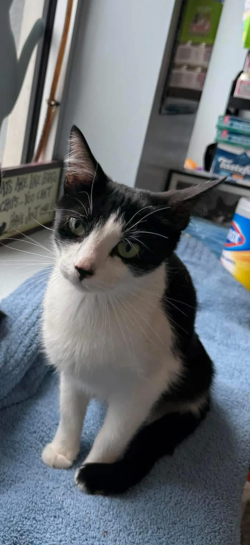 A young medium-sized female Black & White / Tuxedo Domestic Short Hair cat named Christi for adoption in Freeport, NY