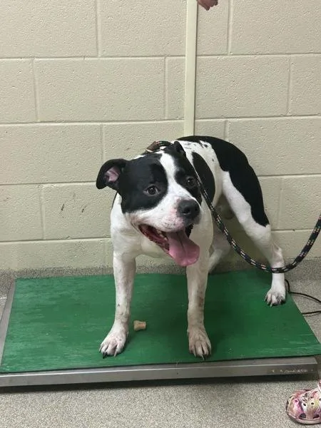 An adult large-sized male Pit Bull Terrier dog named Holstein for adoption in Virginia Beach, VA