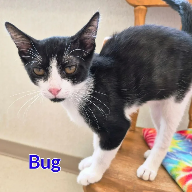 A baby medium-sized male Domestic Short Hair cat named Bug for adoption in North Saint Paul, MN
