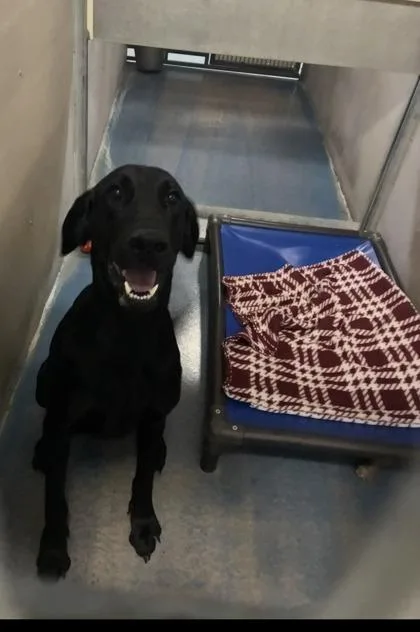An adult medium-sized male Black Labrador Retriever dog named Yah for adoption in Inverness, FL