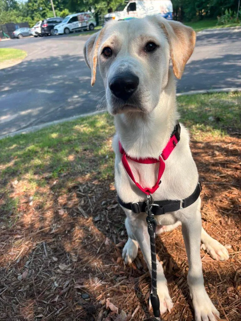 A young large-sized female Labrador Retriever dog named Amelia for adoption in Durham, NC
