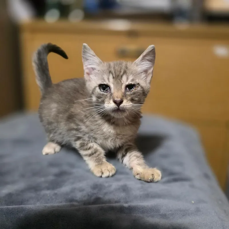 A baby small-sized male Domestic Short Hair cat named Luigi for adoption in Valdosta , GA