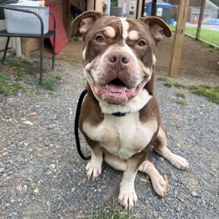 An adult large-sized male Pit Bull Terrier dog named Polo for adoption in Hagerstown, MD