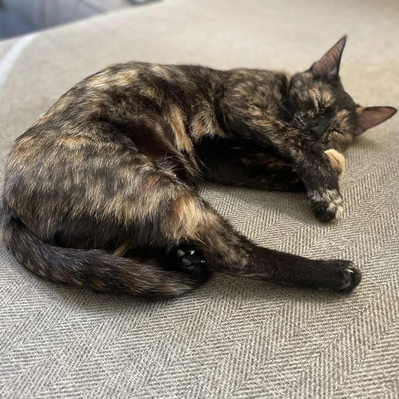 An adult medium-sized female Tortoiseshell Domestic Short Hair cat named Cove for adoption in St. Paul, MN