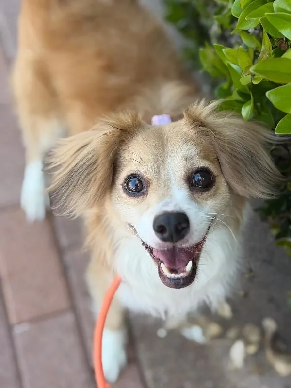 A young small-sized male White / Cream Spaniel dog named Bobbie for adoption in Carlsbad, CA
